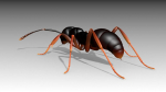 Asian needle ant