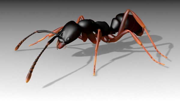 Asian needle ant