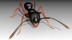 Asian needle ant