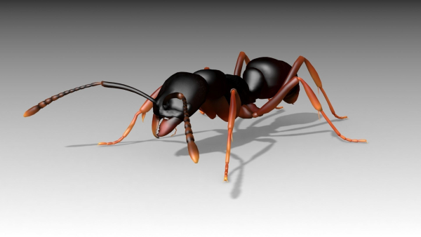 Asian needle ant