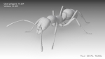 Asian needle ant