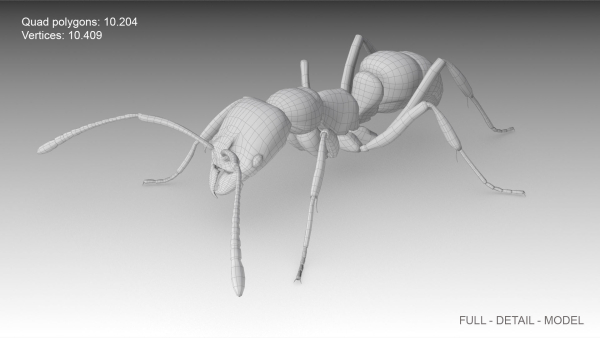 Asian needle ant