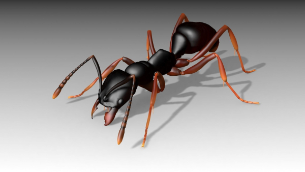 Asian needle ant