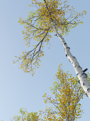 aspen-trees-set-03-3d-model-310f26e90b