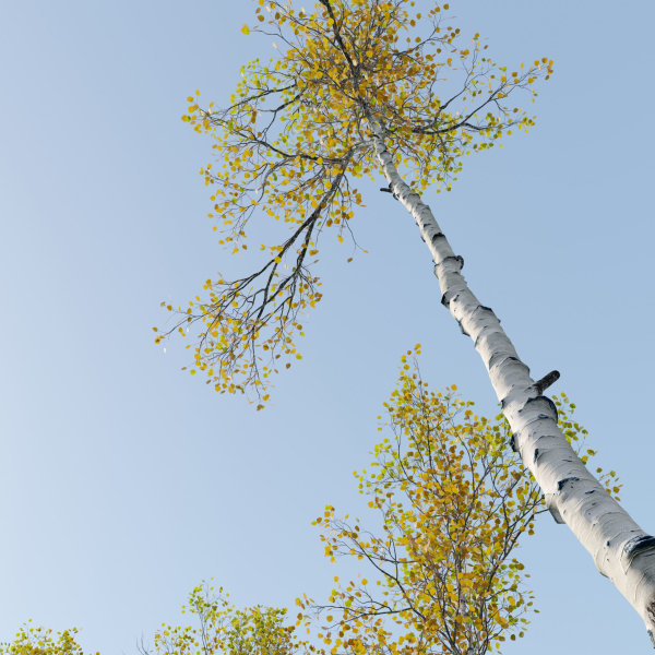 Aspen trees set 03