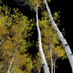Aspen trees set 03