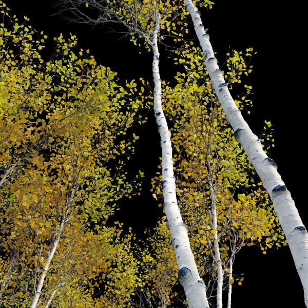 Aspen trees set 03