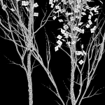 Aspen trees set 03