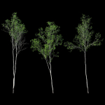 Aspen trees set 03