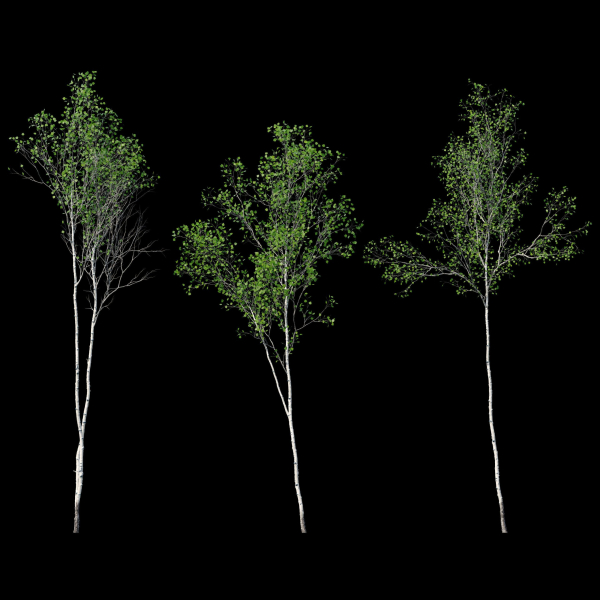 Aspen trees set 03
