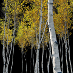 Aspen trees set 03