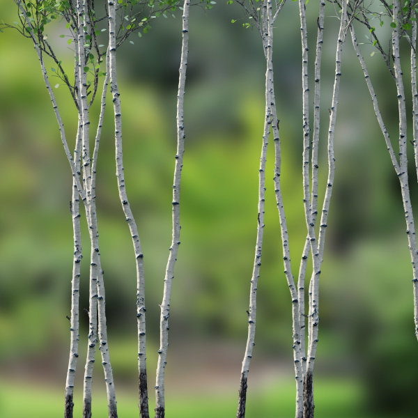 Aspen trees set 03