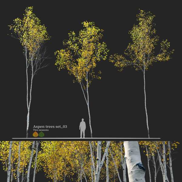 Aspen trees set 03
