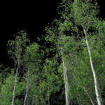 Aspen trees set 03