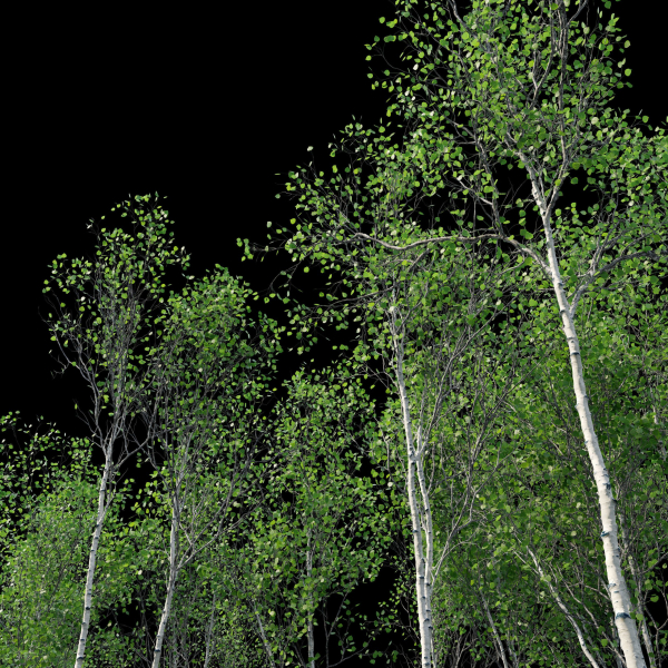 Aspen trees set 03