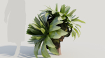 Asplenium nidus a