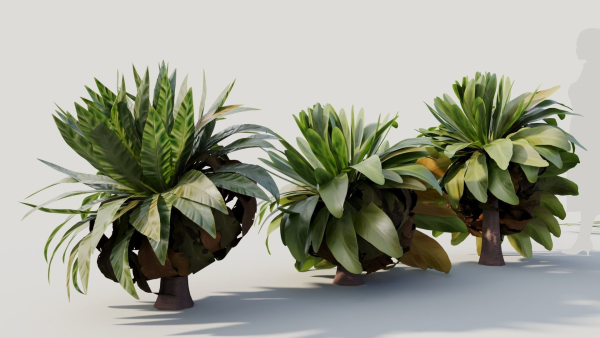 Asplenium nidus a