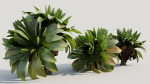 Asplenium nidus a