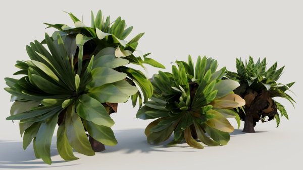 Asplenium nidus a
