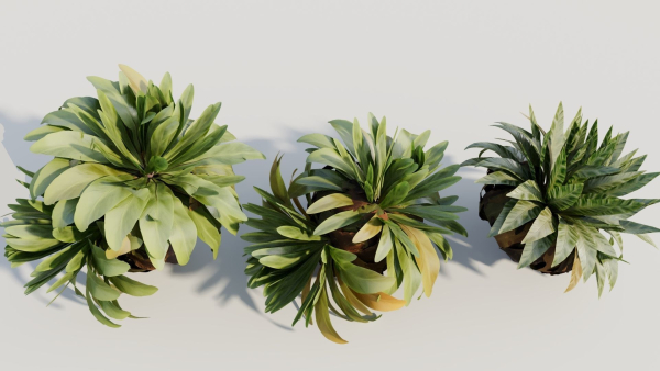 Asplenium nidus a
