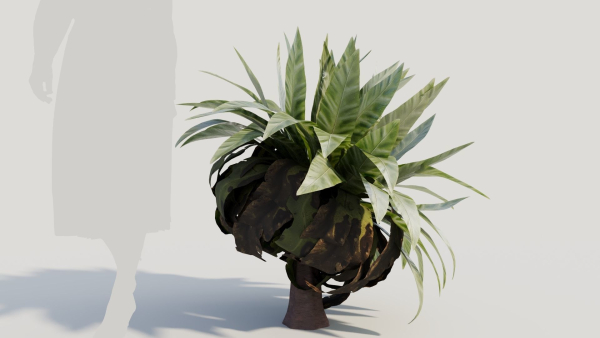 Asplenium nidus a