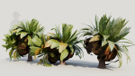 Asplenium nidus a