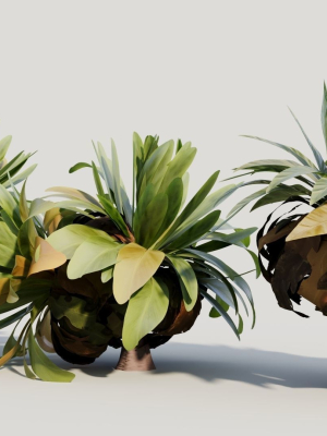 asplenium-nidus-a-3d-model-afe79cbdf7