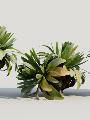 Asplenium nidus a