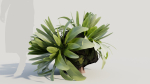 Asplenium nidus a