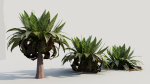Asplenium nidus b