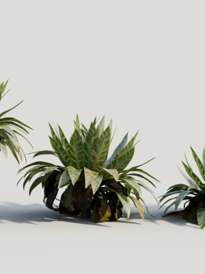 Asplenium nidus b