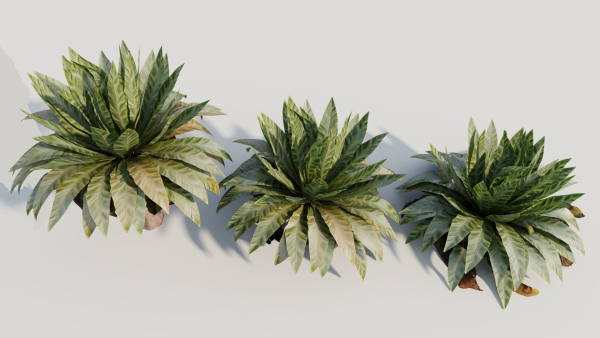 Asplenium nidus b