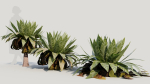 Asplenium nidus b