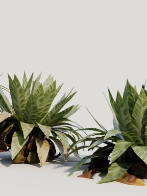 asplenium-nidus-b-3d-model-903f8938cd