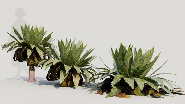 Asplenium nidus b