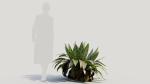 Asplenium nidus b