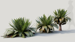 Asplenium nidus b