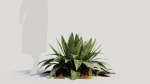 Asplenium nidus b