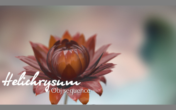 Aster lotus flower