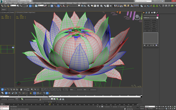 Aster lotus flower