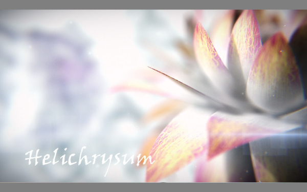 Aster lotus flower