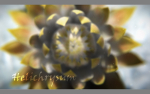 Aster lotus flower