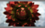 Aster lotus flower
