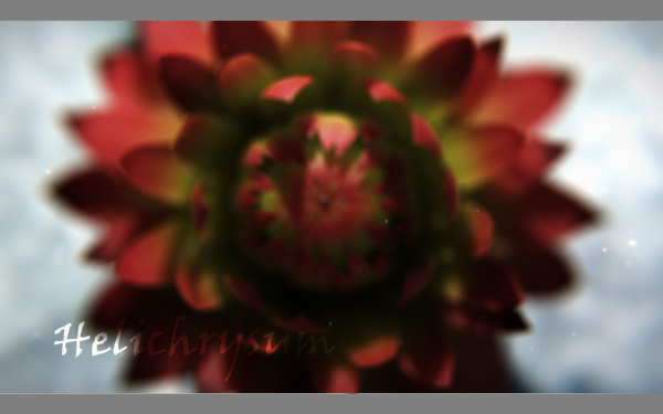 Aster lotus flower