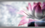Aster lotus flower