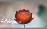 Aster lotus flower