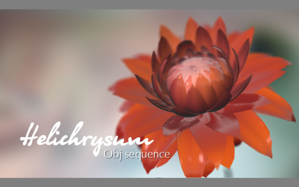 Aster lotus flower