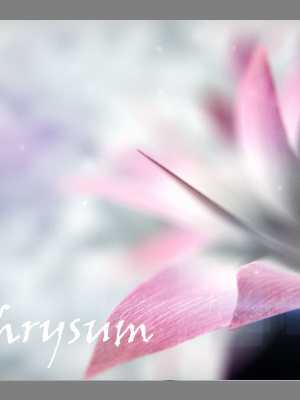 Aster lotus flower