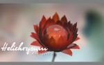 Aster lotus flower