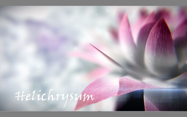 Aster lotus flower